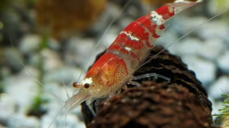 Erwachsenes männliches Tier von Beni M (11)