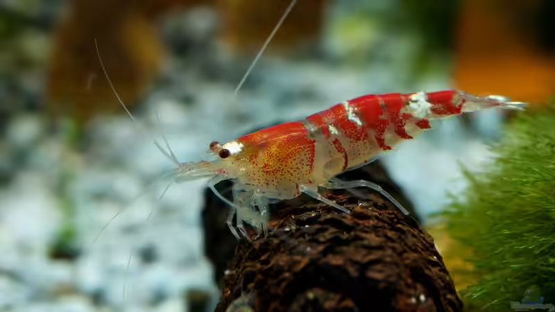 Erwachsenes männliches Tier von Beni M (14)