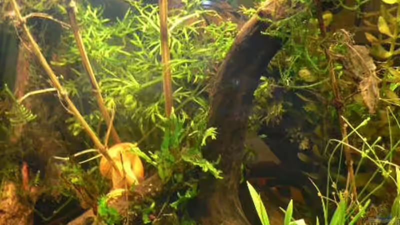 Erweiterung von Zapfenmanderl (4)