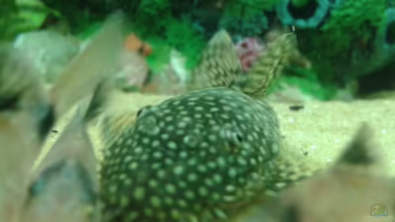 erwischt beim Futtern von er1301 (37)