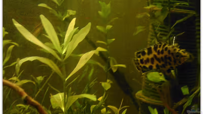 erwischt! Grad noch, bevor er zwischen 2 Filter schwimmen konnte von mariajudyta (21)