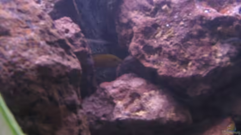 erwischt von Gladbacherfohlen86 (45)