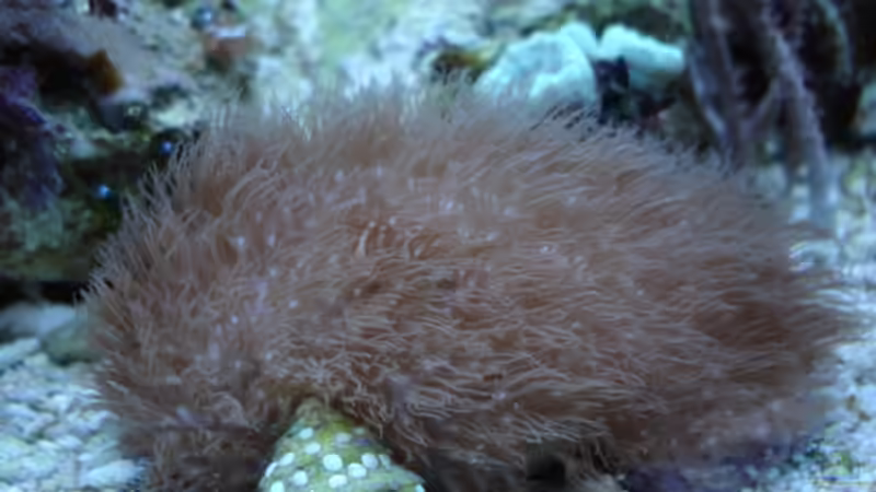 Erythropodium caribaeorum - Affenhaar von hej kompisar (17)