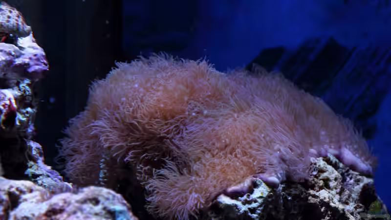 Erythropodium caribaeorum - Affenhaar von Micha (15)