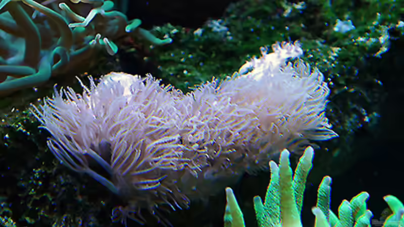 Erythropodium carihaeorum    (Affenhaar) von becki2 (24)