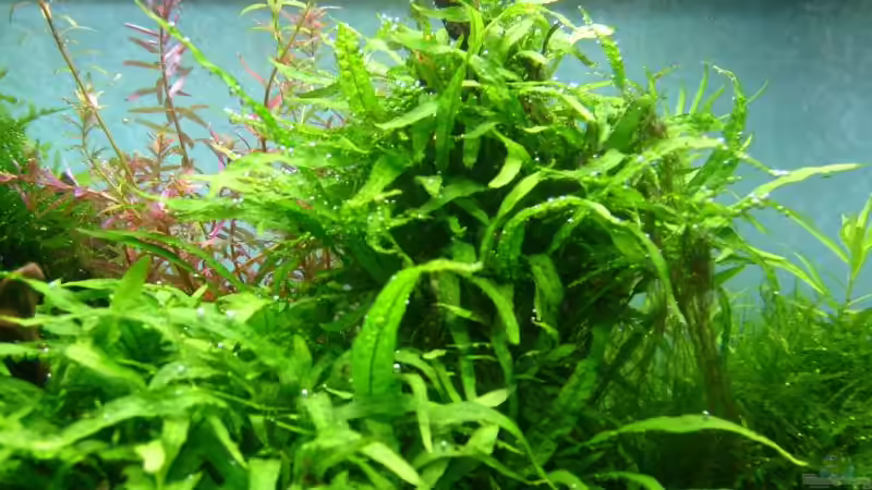 es ´blubbert´ von Volkmar1 (23)