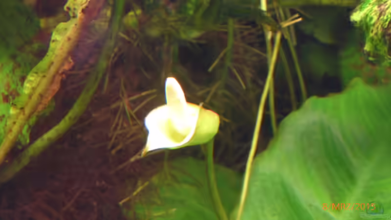 es blüht von Blackwater (13)