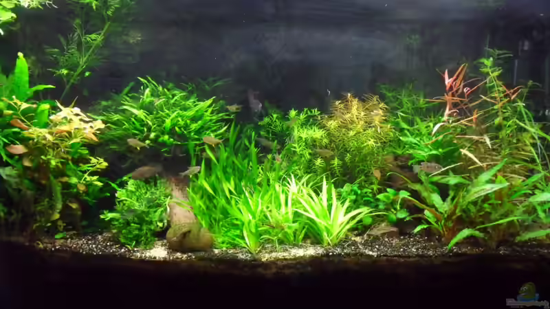 es brennt nur die vordere Röhre LF 865 von Bungi (6)