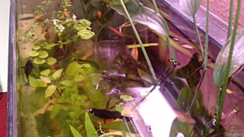 Es darf Bewertet werden von Ronny Lehmann (1)