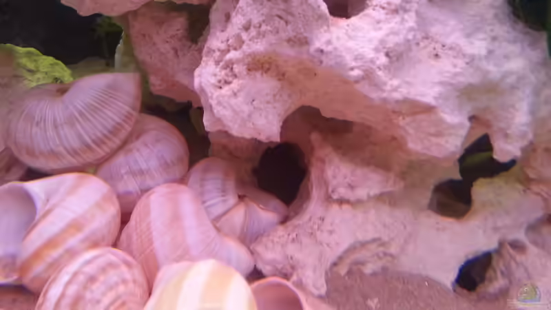 Es entstehtn viele Rückzugshöhlen und Spalten von Daniel Kastner (20)