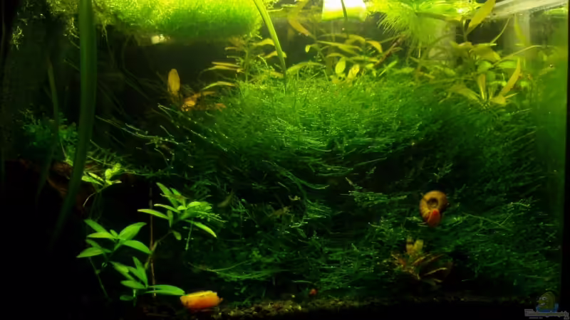 Es entwickelt sich.....immer mehr 8O von aetti (1)