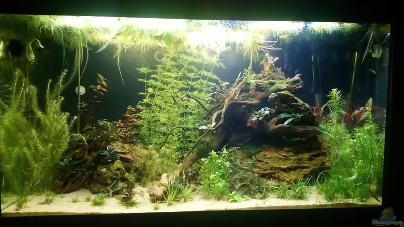 Es entwickelt sich von Wasserwelten (5)