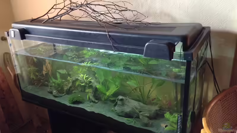 Es fehlen noch Pflanzen im Vordergrund  von Ceylon (28)