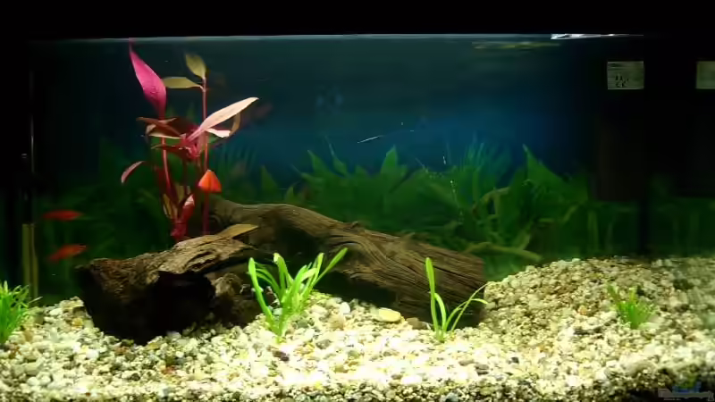 Es folgte eine Pflanze und Fische! von Heiko Mietz (4)