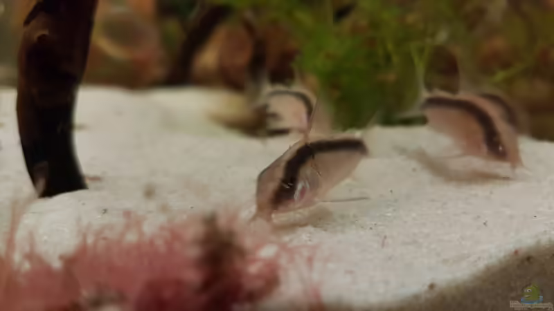 Fütterung mit Tubifex (Zierfischfutter)