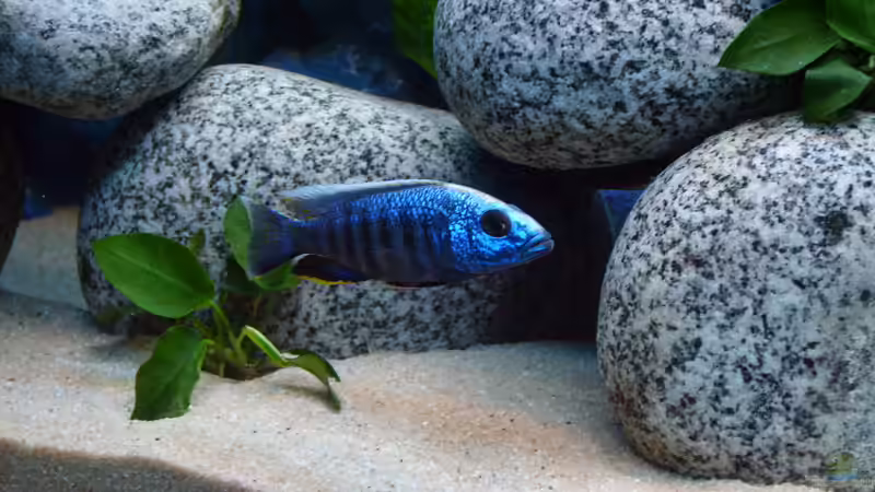 es geht ihm gut von JAMES-JONES (24)