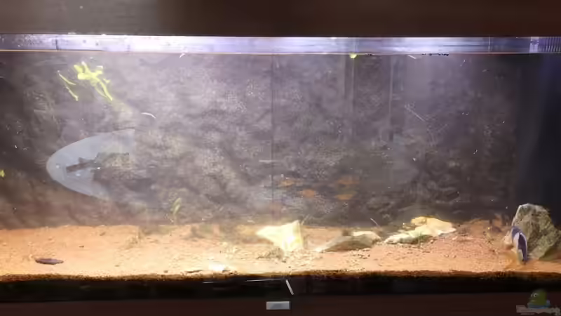 Es geht los im ´große´ Becken von Mark H. (27)