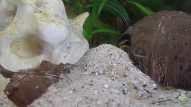 Es geht los von raubsau (148)