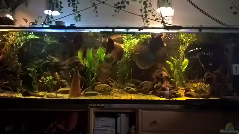 es geht vorran von Lars 300l 1. (2)