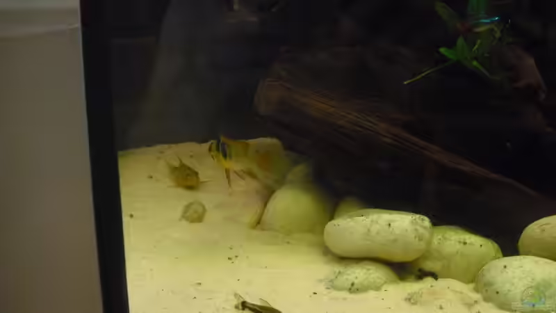 Es gibt auch kleiner AQ-Bewohner.  von nemo0109 (57)