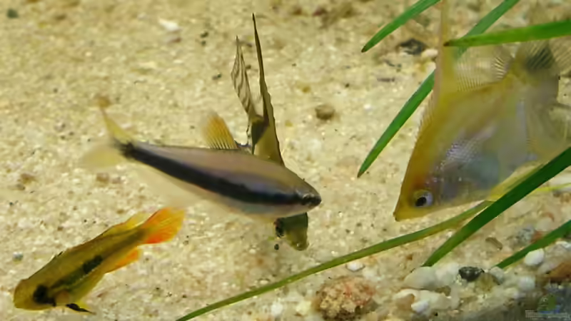 Es gibt Essen... von KaSa (29)