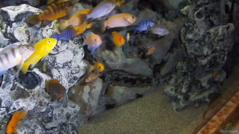 Es gibt Futer, Futter, Futter........... von Ronny Kretschner (13)