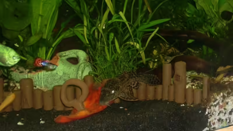 es gibt Paprika von Belvina (26)