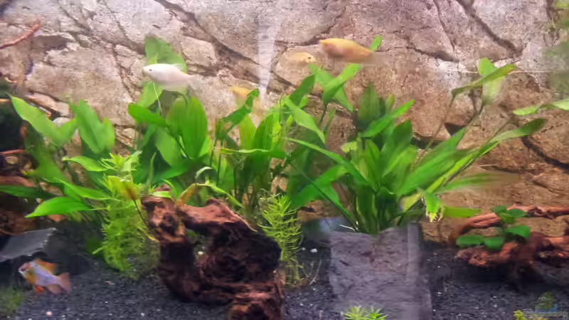 es grühnt  von Gokel79 (16)