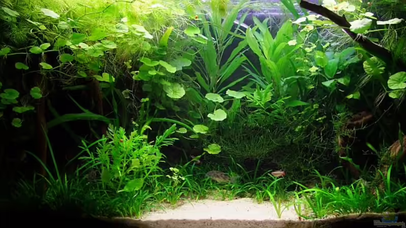 Es grünt so grün...  von Denise83 (1)