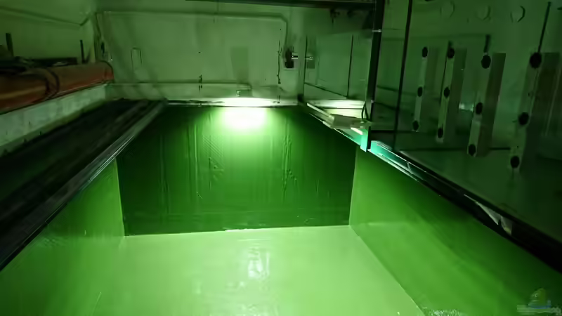 Es grünt so grün ;-) von kellerkind (37)