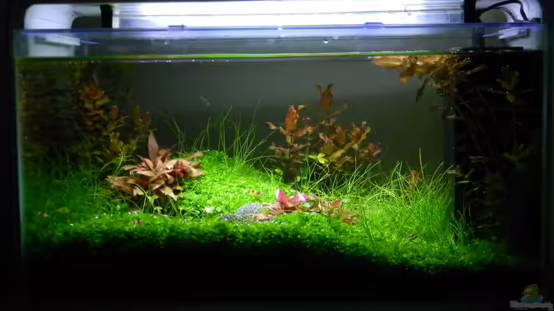 es grünt so grün, wenn.... von Alfur (4)