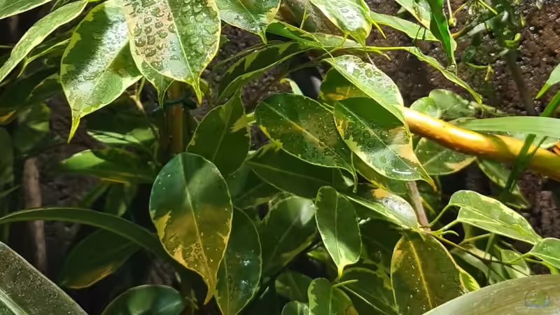 Es grünt so schön. von Cichliden-Kabuff (13)