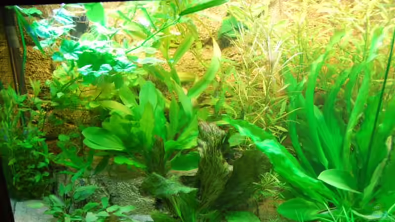 Es grünt von Denon (4)