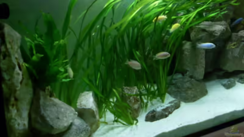 es grünt von Mats (18)