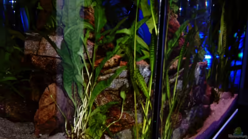 es grüüünt von Schielefix (13)