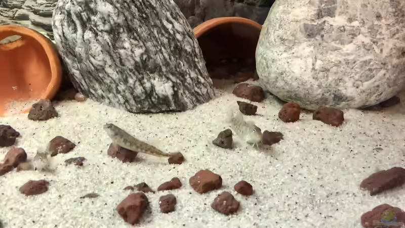 Es handelt sich um noch recht junge Tiere... von Helga Kury (7)