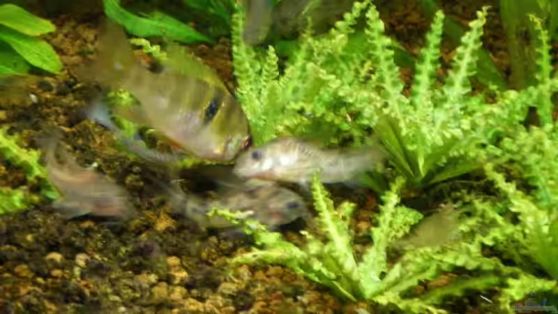 es hat Wafer Chips gegeben von CPeters (11)