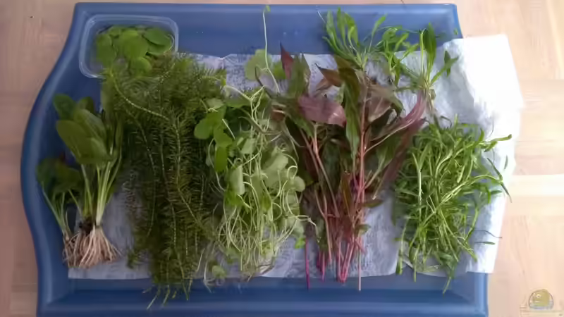 Es ist angerichtet... von bocap (12)