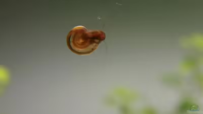 Es ist angerichtet... von J. (10)