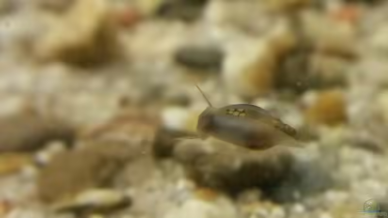 Es ist angerichtet... von J. (11)