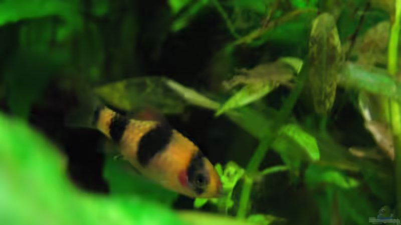 Es ist ein Junge! von Lixa (11)