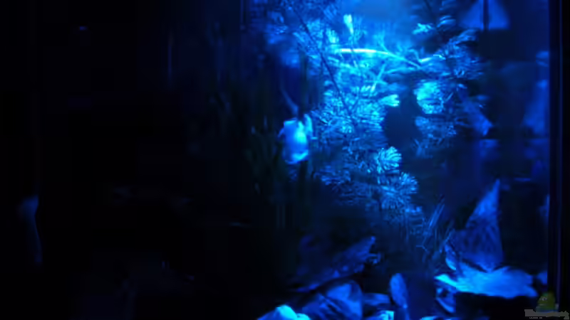 es ist nacht geworden von Der Ich (4)