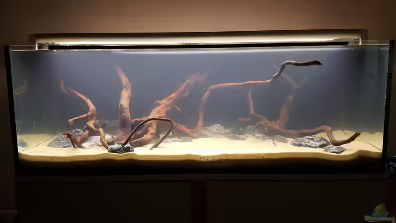 Es klärt sich... von frutolino (3)