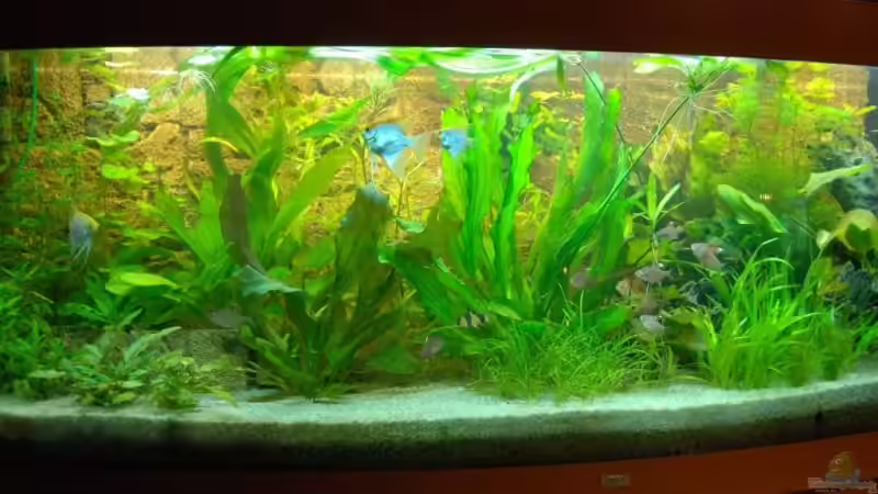 Es macht noch immer Spass von Denon (13)