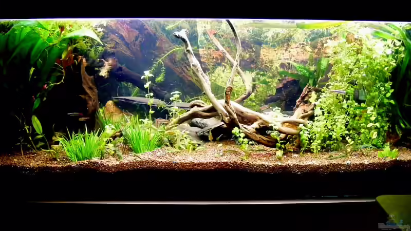 es muß nach dem Umziehen wieder wachsen von Falk (6)