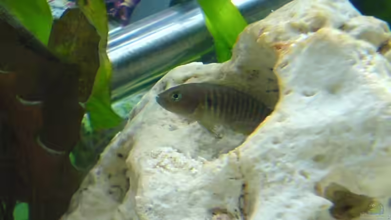 Es muss nicht immer ein Schneckenhaus sein... von Bastian Burger (16)