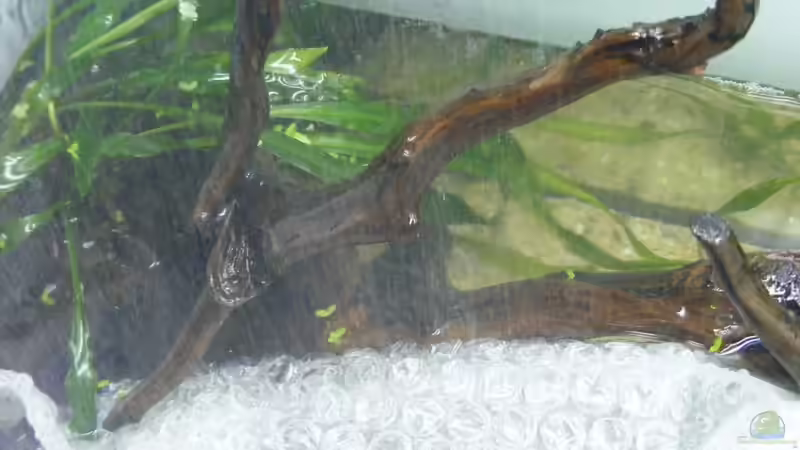 es ´regnet´ in der Steppe von Falk (7)