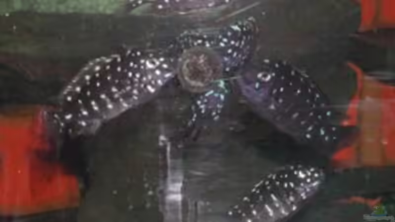 es schmeckt ihnen von Hartmut Lauterbach (3)