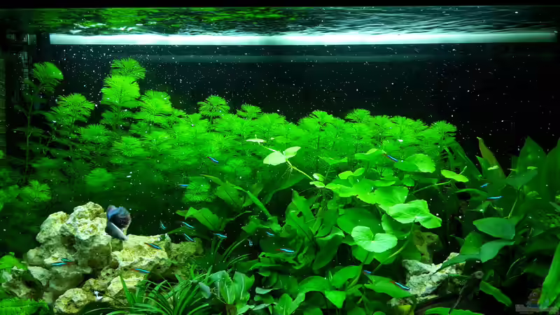 Es schneit! (Joghurtfütterung) von Glyzerine (4)