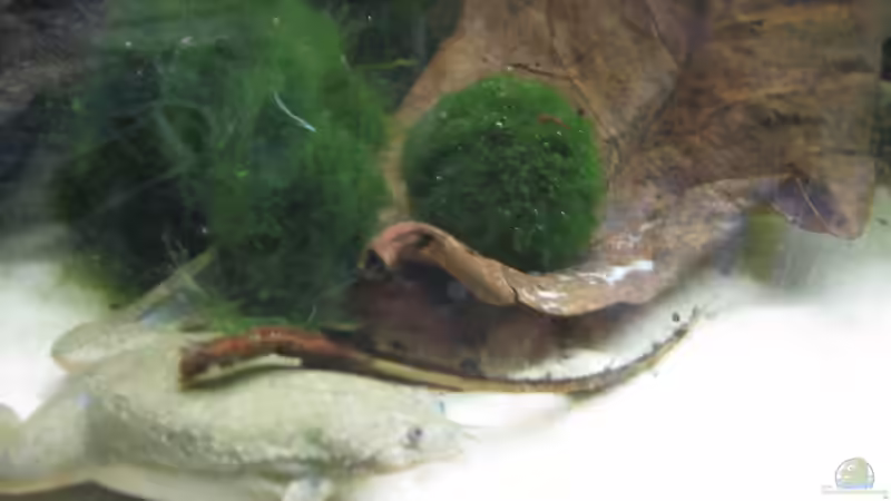 Es sind 11 Mooskugeln im Becken. von Jenny (10)